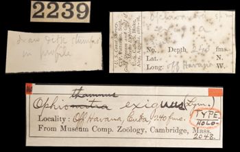 Media type: image;   Invertebrate Zoology OPH-2048 Aspect: labels